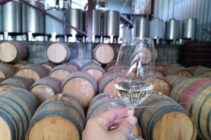 Wine Tourism in Douro