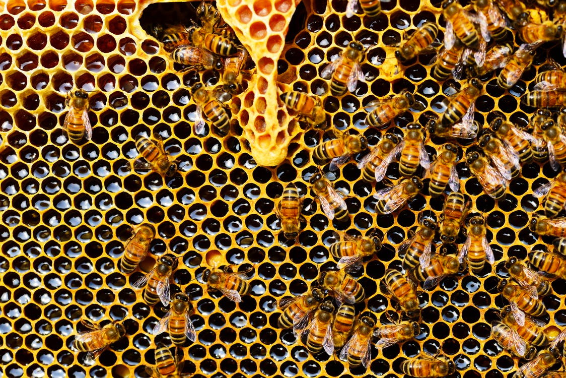 BEEKEEPING WORKSHOP IN QUITO Creative Tourism