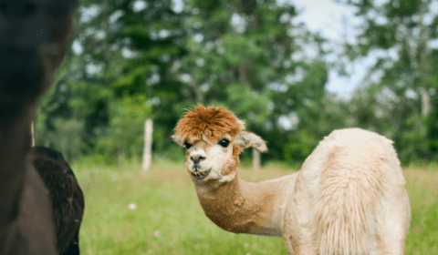 Saint-Jean-Port-Joli-Quebec-Experience-4