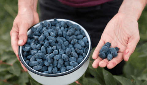 Saint-Jean-Port-Joli-Quebec-Experience-6