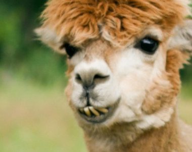 Saint-Jean-Port-Joli | Quebec