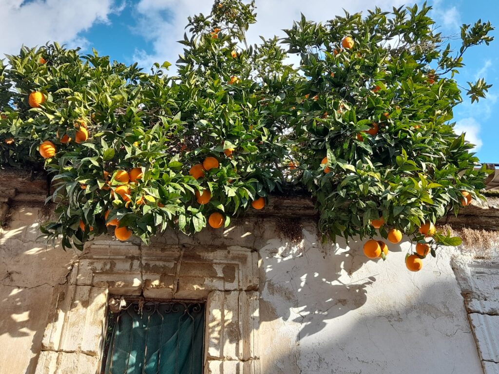 481784603 28685552847757644 7863424263482175368 n