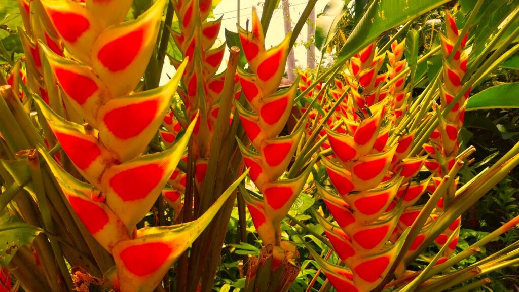 caribbeancreativetourism8