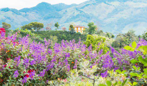 Coffee Farms Medellin Colombia