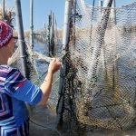 Pêche traditionnelle à la charfiya - Kerkennah