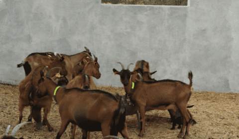 Djerba-Tunisia-Experience-6