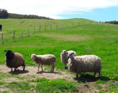 ILES DE LA MADELEINE ILES DE LA MADELEINE